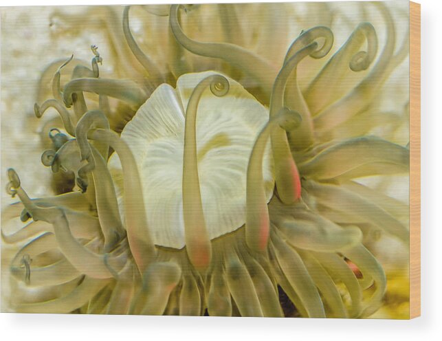 Anemone Wood Print featuring the photograph Sea Anemone with Red by WAZgriffin Digital