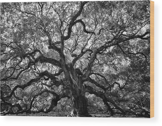 Live Oak Wood Print featuring the photograph Angel Oak by Renee Sullivan