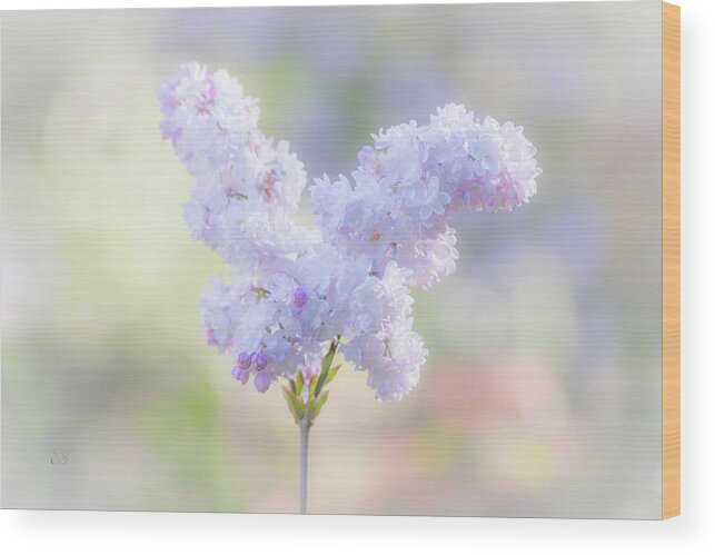 Flower Wood Print featuring the photograph Pastel Lilac by Elaine Teague