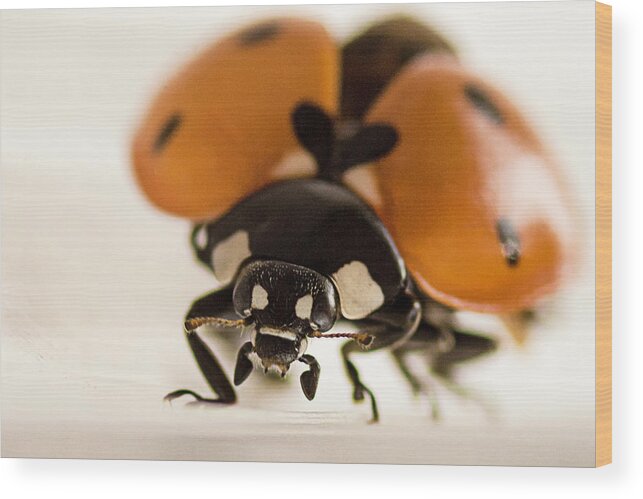 Animals Wood Print featuring the photograph Angry Ladybug by Wolfgang Stocker
