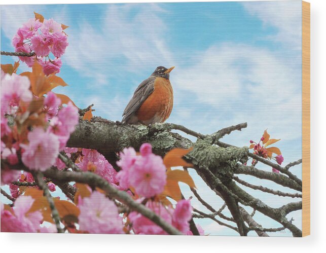 Spring Wood Print featuring the photograph Animal - Bird - First robin of spring by Mike Savad