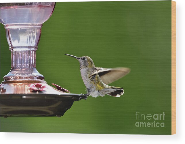 Calypte Anna Wood Print featuring the photograph Anna's Hummingbird at Bird Feeder by Amazing Action Photo Video
