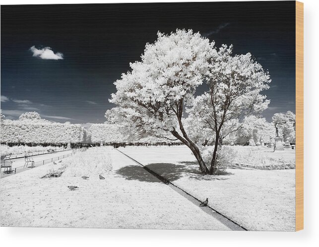 Paris Wood Print featuring the photograph Another Look - White Tree by Philippe HUGONNARD