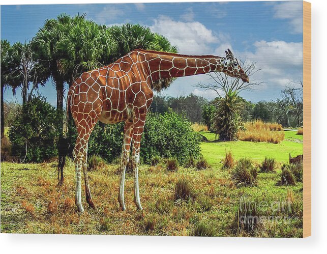 Jungle Wood Print featuring the photograph Another Neck by Kevin Fortier