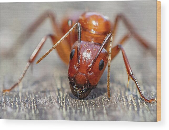 Ant Wood Print featuring the photograph Ant by Anna Rumiantseva