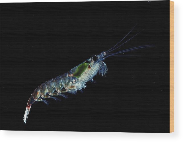 Underwater Wood Print featuring the photograph Antarctic Krill Euphausia Superba by Chris J Gilbert