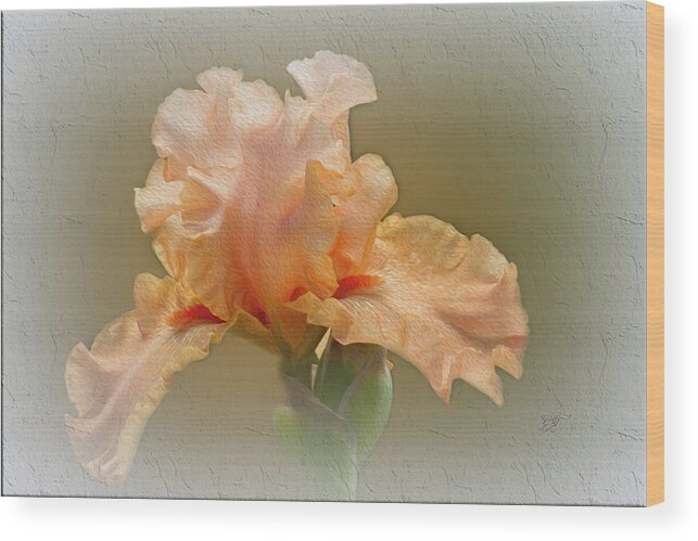 Flowers Wood Print featuring the photograph Apricot Iris 4 by Elaine Teague