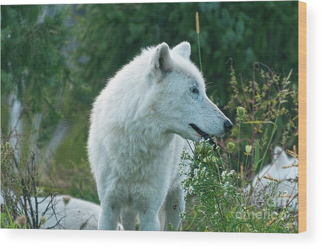 Arctic Wood Print featuring the photograph Arctic wolf on a meadow by Les Palenik