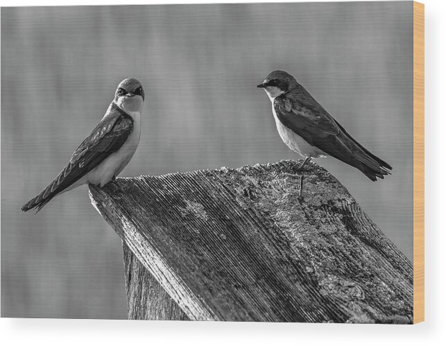 Avian Wood Print featuring the photograph Are You Kidding Me by Cathy Kovarik