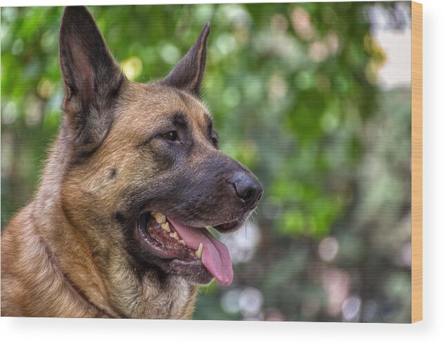 German Shepherd Wood Print featuring the photograph Ares by Raymond Hill