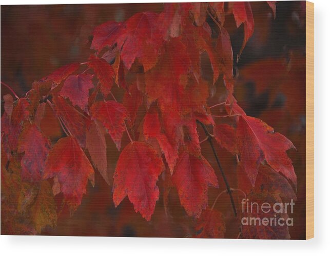 Arizona Autumn Colors Wood Print featuring the digital art Arizona Autumn Colors by Tammy Keyes