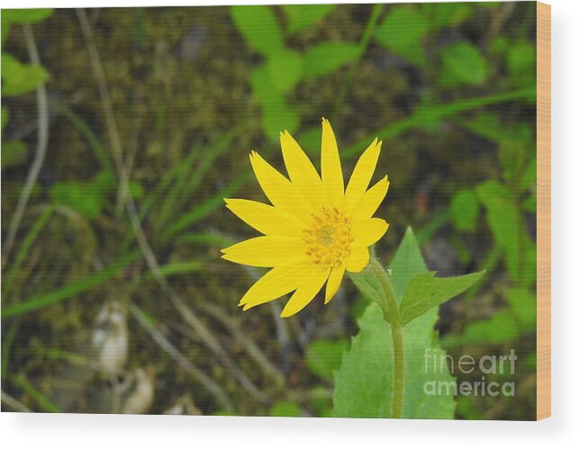 Arnica. Wildflower. Cariboo Bc Wood Print featuring the photograph Arnica by Nicola Finch