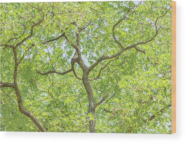 Arnos Park Wood Print featuring the photograph Arnos Park Trees Summer 1 by Edmund Peston