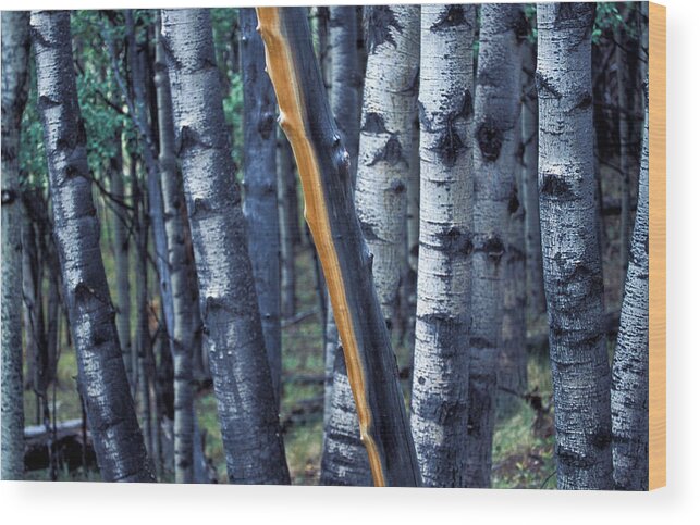 Copyright Elixir Images Wood Print featuring the photograph Aspen Trees by Santa Fe