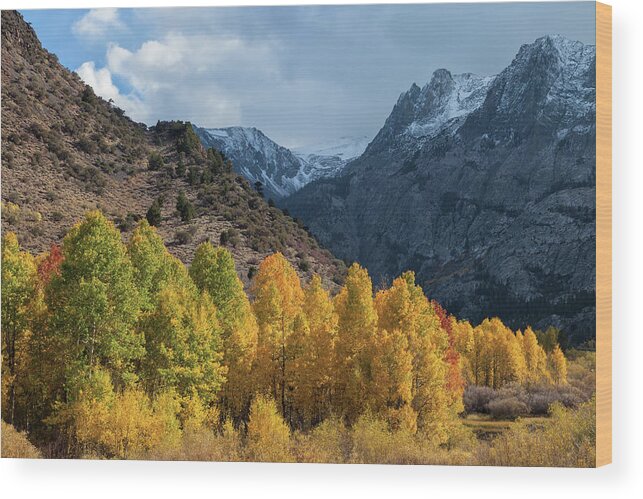 Trees Wood Print featuring the photograph Aspen Trees In Autumn by Jonathan Nguyen