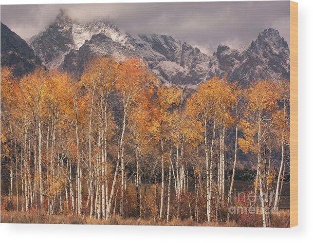 Grand Teton Wood Print featuring the photograph Aspen Trees With Autumn Colours, Grand Teton National Park, Wyoming USA by Philip Preston