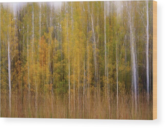 Aspen Autumn Trees Fall Watercolor Scenic Abstract Landscape Blur Wisconsin Forest Peter Herman Wood Print featuring the photograph Aspenscape - intentional camera motion blur on aspen grove in autumn scene by Peter Herman