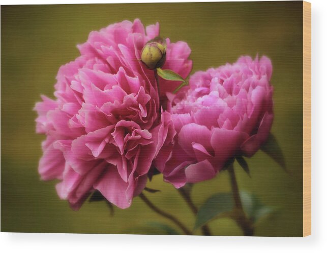Peony Wood Print featuring the photograph At First Blush by Jessica Jenney