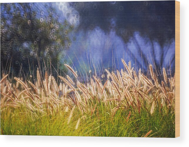 Nature Wood Print featuring the photograph At the Rock Garden Tel Aviv by Dubi Roman