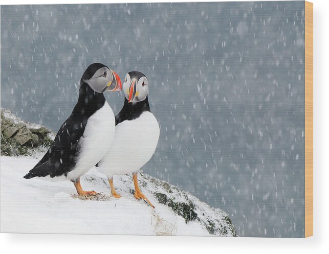 70020145 Wood Print featuring the photograph Atlantic Puffins in Snowfall by Jan Vermeer