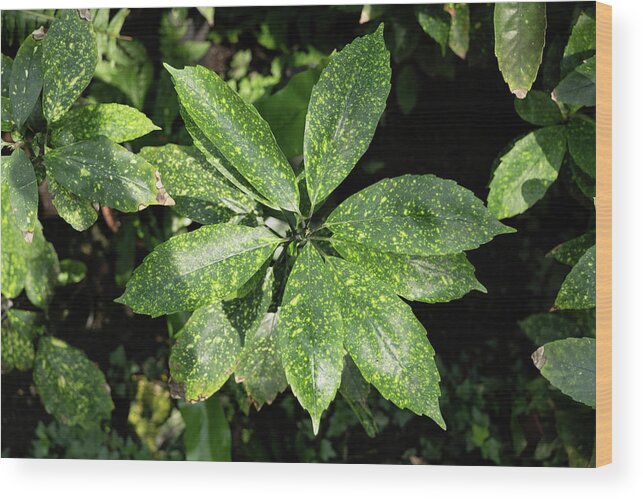 Aucuba Wood Print featuring the photograph Aucuba Japonica Plant Leaves by Artur Bogacki