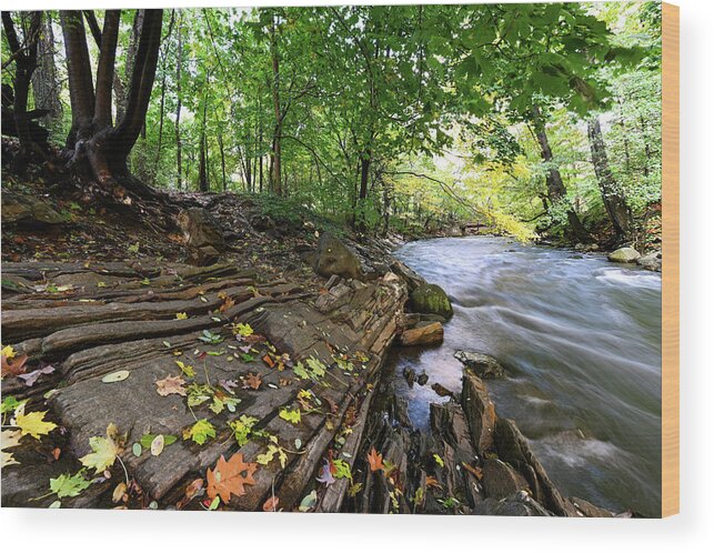 Autumn Wood Print featuring the photograph Autumn Along the Bronx River by Kevin Suttlehan