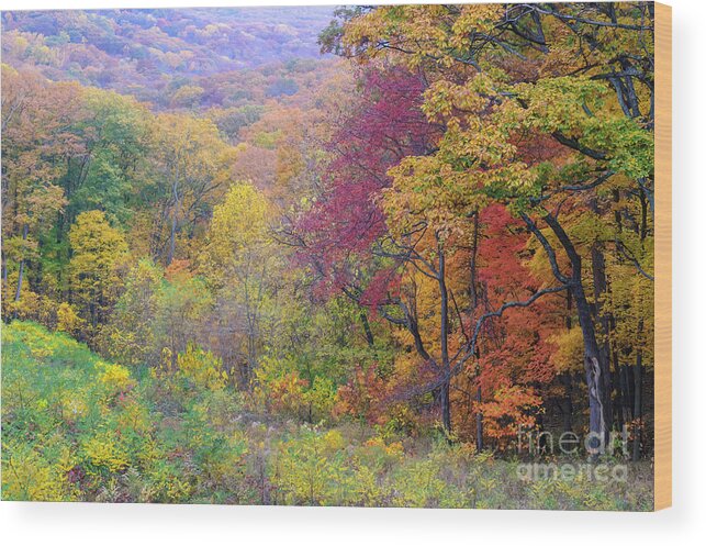 Brown Wood Print featuring the photograph Autumn Arrives in Brown County - D010020 by Daniel Dempster