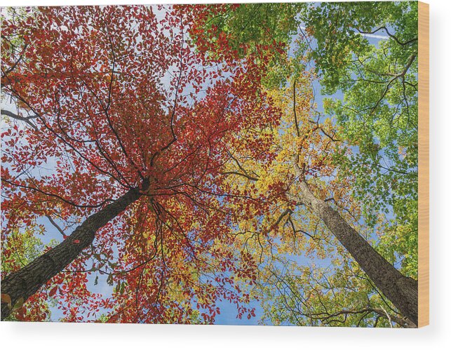 Autumn Wood Print featuring the photograph Autumn Beauty by Liz Albro