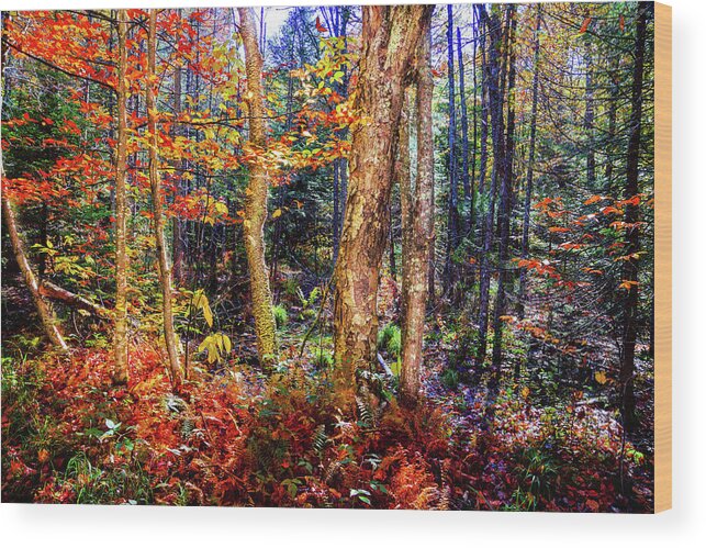 Autumn Bliss Wood Print featuring the photograph Autumn Bliss by David Patterson
