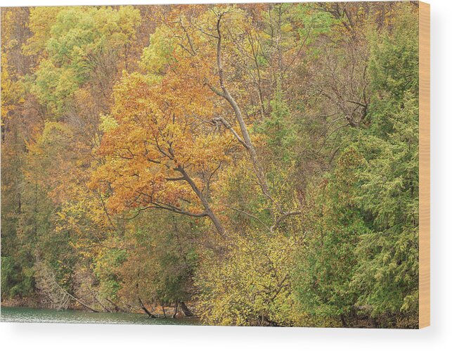 Fall Wood Print featuring the photograph Autumn Bouquet by Rod Best