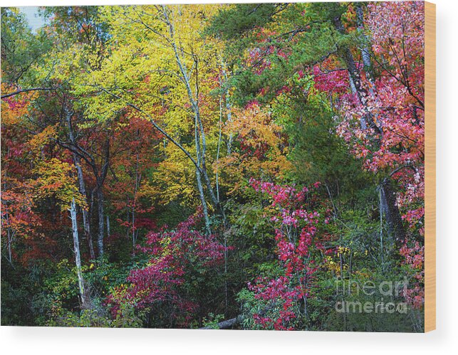 Smoky Mountains Wood Print featuring the photograph Autumn Colors Pop in the Smokies by Theresa D Williams