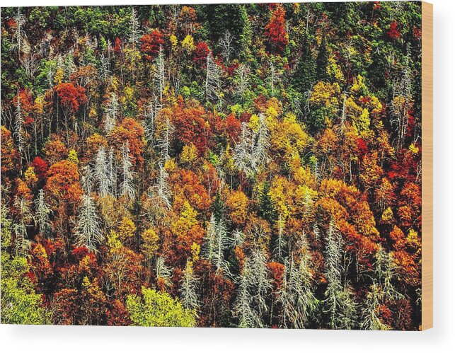Autumn Wood Print featuring the photograph Autumn Diversity by Allen Nice-Webb