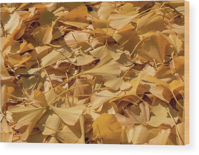 Ginkgo Wood Print featuring the photograph Autumn Ginkgo Leaves by Liza Eckardt