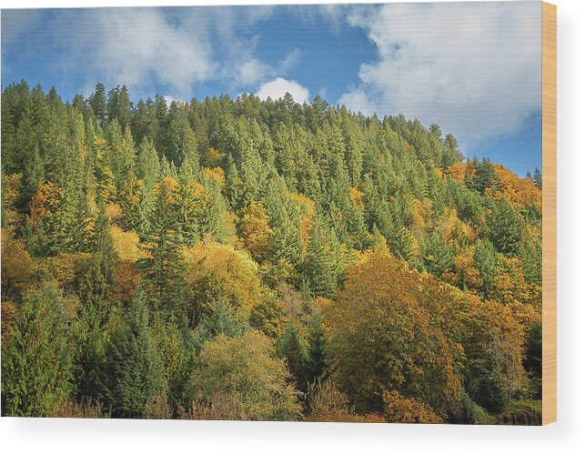 Oregon Coastal Autumn Wood Print featuring the photograph Autumn Hills by Bill Posner