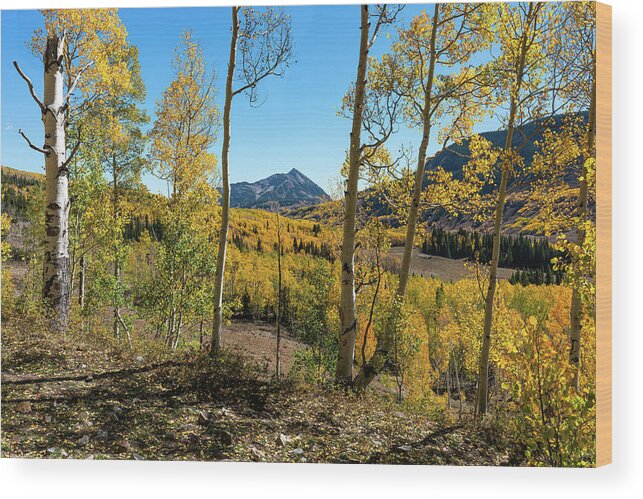 Aspens Wood Print featuring the photograph Autumn in Gothic Valley 5 by Ron Long Ltd Photography
