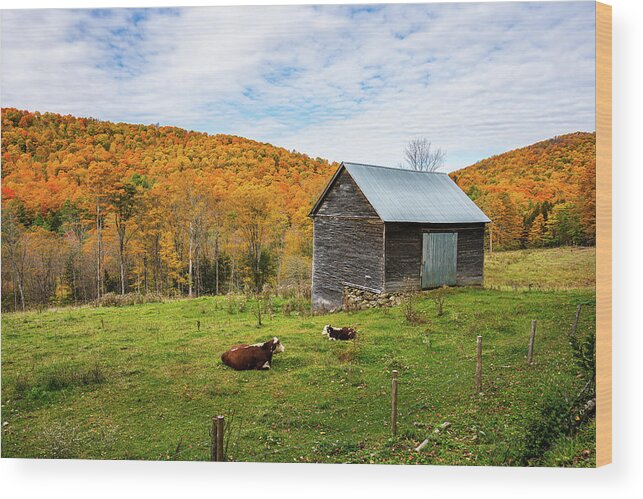 Fall Wood Print featuring the photograph Autumn in Vermont in the Woodstock Countryside 2 by Ron Long Ltd Photography