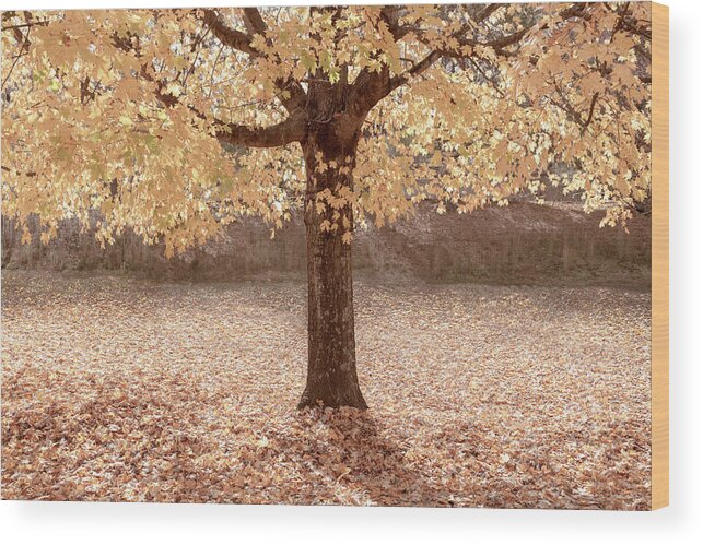 Carolina Wood Print featuring the photograph Autumn is Country Golden by Debra and Dave Vanderlaan