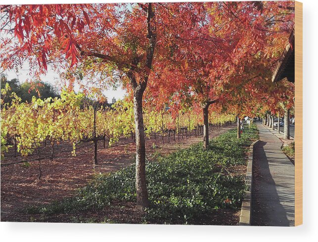 Vineyards Wood Print featuring the photograph Autumn Lane by D Patrick Miller