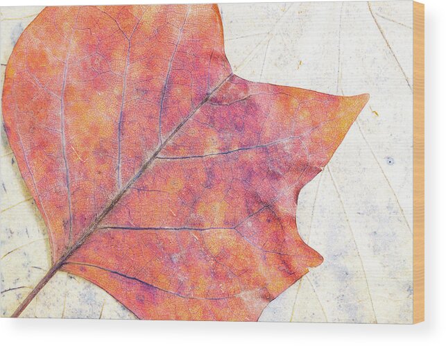 Autumn Wood Print featuring the photograph Autumn leaves composition by Viktor Wallon-Hars