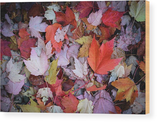 Autumn Wood Print featuring the photograph Autumn Leaves PNW by Dave Diegelman