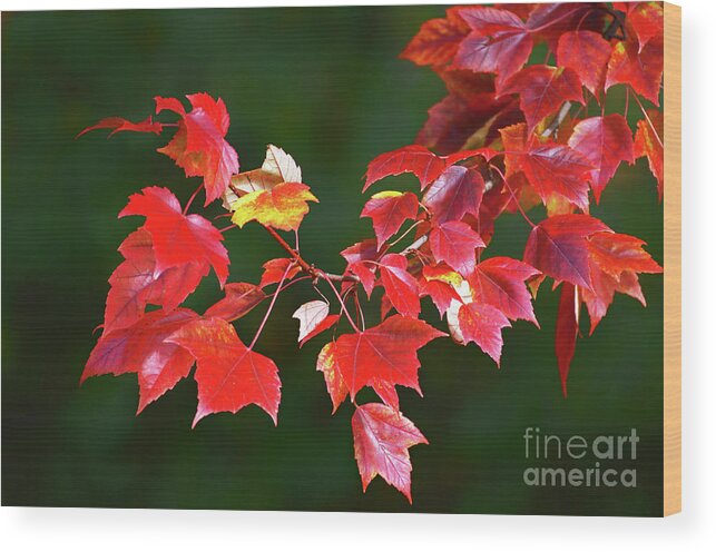  Autumn Wood Print featuring the photograph Autumn Leaves by Rodney Campbell