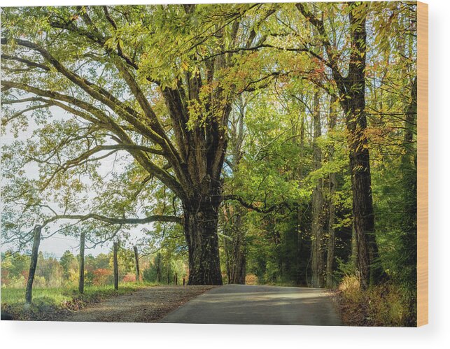 Cades Wood Print featuring the photograph Autumn Loop by Debra and Dave Vanderlaan