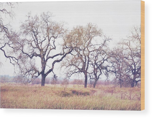 Oak Trees Wood Print featuring the photograph Autumn Oaks by Lupen Grainne