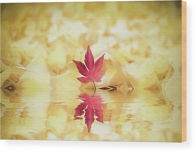 Autumn Wood Print featuring the photograph Autumn by Philippe Sainte-Laudy