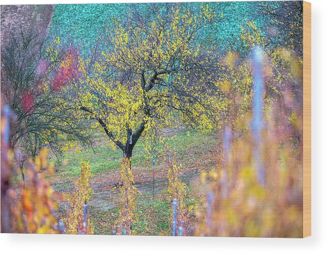 South Wood Print featuring the photograph Autumn plantation in South Moravia 3 by Dubi Roman