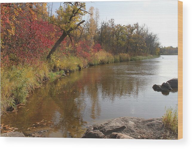 Fall Colours Wood Print featuring the photograph Autumn Shores by Ruth Kamenev