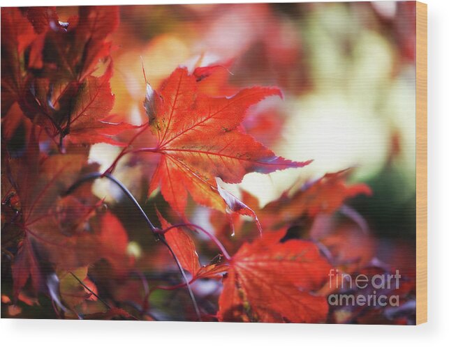 Autumn Wood Print featuring the photograph Autumn Splendor by Venetta Archer