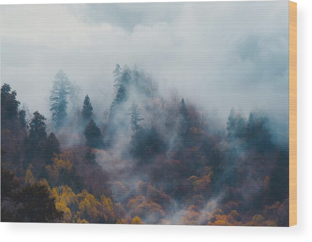 Tranquility Wood Print featuring the photograph Autumn trees in the misty forest by Xuanyu Han