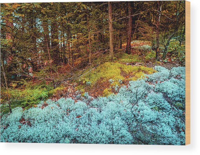 Foliage Wood Print featuring the photograph Autumn woods moss by Lilia S