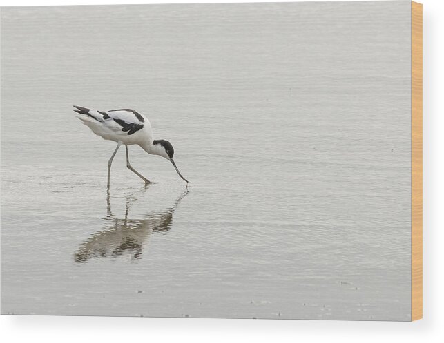 100-400mmlmk2 Wood Print featuring the photograph Avocet by Wendy Cooper